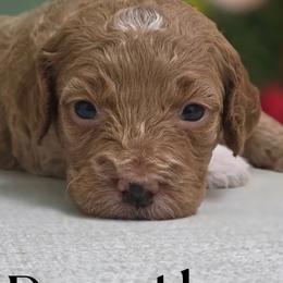 Goldendoodles from JoZy's Doodles