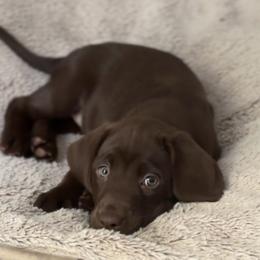 Labrador Retrievers from Breanna Rieland LaBounty