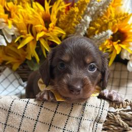 Auggie - Chocolate and cream female Dachshund puppy in Fayetteville, West Virginia from Loop Creek Dachshunds