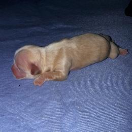Girl 2 - Gold female Shih Tzu puppy in Groveland, Florida from Jenny's Shih Tzus