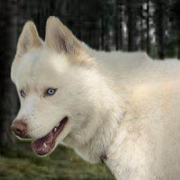 Nova - Siberian Husky