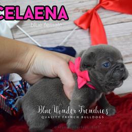 Celaena Sardothien - Blue female French Bulldog puppy in Loxahatchee, Florida from Blue Wonder Frenchies
