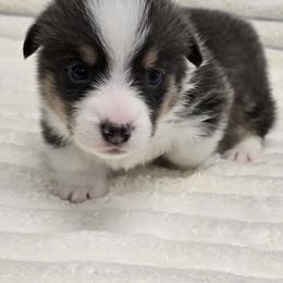 SILVER - Gray and white male American Corgi puppy in Walker, Iowa from Double K Corgis