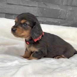 Bluey - Gray (blue) and tan male Dachshund puppy in Goodyear, Arizona from AZ Royal Doxies llc