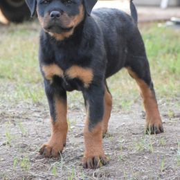 Rottweiler Puppies from Gottlïchen Rottweilers