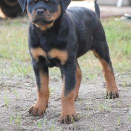 Rottweiler Puppies from Gottlïchen Rottweilers