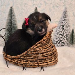 Stella - Black and tan female Companion Cross puppy in Austin, Texas from Cutest Corgi's of Austin
