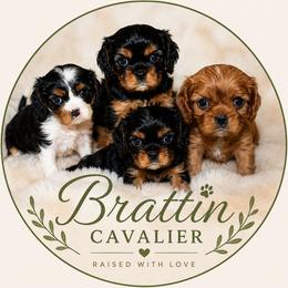 Cavalier King Charles Spaniels from Brattin Cavaliers
