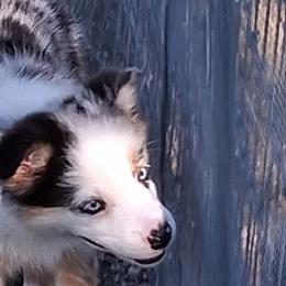 Phoenix - Blue merle female Australian Shepherd puppy in Sonoita, Arizona from Gardner Canyon Kennels
