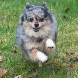 Stormi - Pomeranian