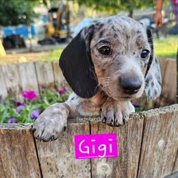Gigi - Piebald female Dachshund puppy in Herald, California from Bluegum Dachshunds
