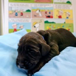 Linus - Chocolate male Australian Labradoodle puppy in Atascadero, California from Classic Poodles and Doodles