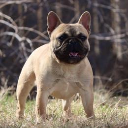 Vibe - French Bulldog