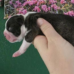 Boy 2 - Brindle and white male Boston Terrier puppy in Denver, Colorado from Diamonds In The Ruff Boston Terriers