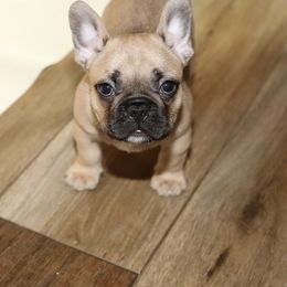 French Bulldog Puppies from Camp Fine Frenchies