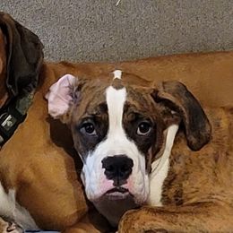 Boxer Puppies from Clydesflashyboxers