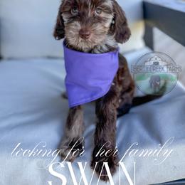 Swan - Merle female Goldendoodle puppy in Cleveland, Tennessee from Liberty Creek Farms