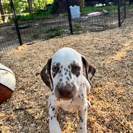 Violet(LUA) - White and liver brown female Dalmatian puppy in Wilson, North Carolina from New Horizonz Dalmatians