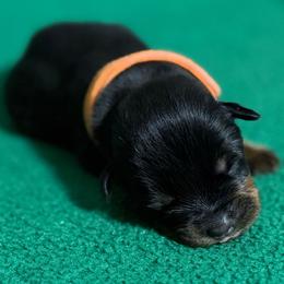 Orange - Black and mahogany female Rottweiler puppy in Kissimmee, Florida from Macht Haus Rottweilers