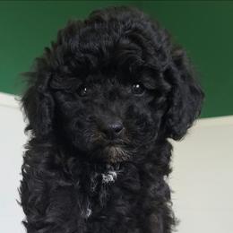 Lilac Toy Poodle Raised in Home - Black female Poodle puppy in Falcon, Missouri from Cedar House Heritage Poodles | AKC Toy & Miniature Poodle Puppies Raised in Home