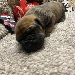 Male - Fawn male Boerboel puppy in Flemingsburg, Kentucky from Aussgardian Boerboels