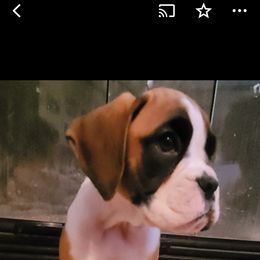 Boxer and Shih Tzu Puppies from L&L European Boxers and Shih Tzus