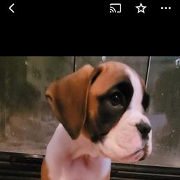 Boxer and Shih Tzu Puppies from L&L European Boxers and Shih Tzus