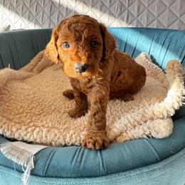 Archie - Red  male Poodle puppy in Beaverton, Oregon from Teddy toy poodle house