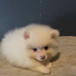 Coco - Cream male Pomeranian puppy in Denver, Colorado from BD Poms