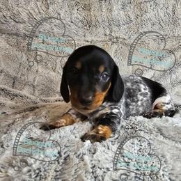 Oreo - Piebald male Dachshund puppy in Herald, California from Bluegum Dachshunds