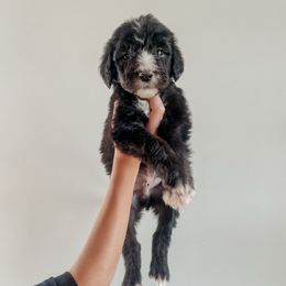 Willis (Runt) - Black male Sheepadoodle puppy in Wabash, Indiana from DOODCompany