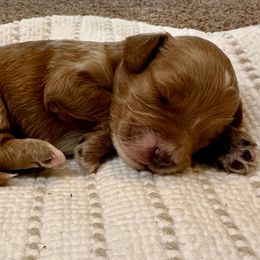 Charlie - Red  male Goldendoodle puppy in Sallisaw, Oklahoma from Huddle Puppies