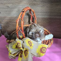 Girl 1 - Liver female Shih Tzu puppy in Meadows Of Dan, Virginia from Walt’s Shih Tzus