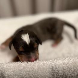 Cosmo - Blue merle male Bernedoodle puppy in Los Angeles, California from Bernied00dle Love