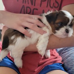 Shih Tzu Puppies from Chimera Shih Tzu