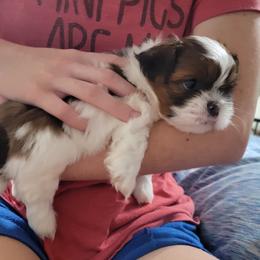 Shih Tzu Puppies from Chimera Shih Tzu