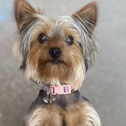 French fry - Yorkshire Terrier