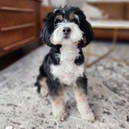 Winnie - Bernedoodle