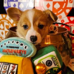 Royal-docked tail - Red female Pembroke Welsh Corgi puppy in Deming, New Mexico from Dragon Ridge Corgis