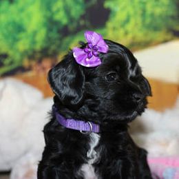 Cockapoo Puppies from JP Cockapoos LLC