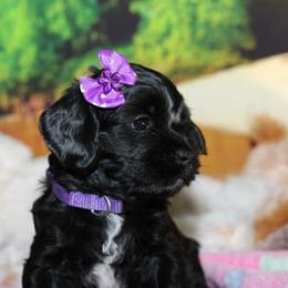 Cockapoo Puppies from JP Cockapoos LLC
