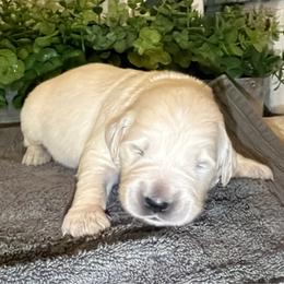 Cowboy - Light golden male Golden Retriever puppy in Liberal, Missouri from Good Life Goldens