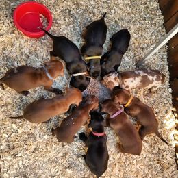 Catahoula Leopard Dog Puppies from Hidden Creek Catahoulas