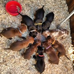 Catahoula Leopard Dog Puppies from Hidden Creek Catahoulas