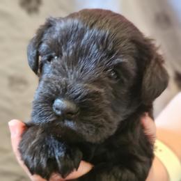 Australian Cattle Dog and Miniature Schnauzer Puppies from B & E Farms
