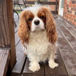 Hazel - Cavalier King Charles Spaniel