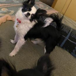 Rip - Chihuahua