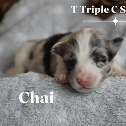 Chai - Blue merle and white female Shetland Sheepdog puppy in Gladbrook, Iowa from T Triple C Shelties
