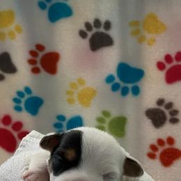 Jack Russell Terrier Puppies from Fair Dinkum Jack Russell Terriers