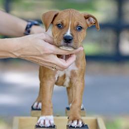 The Busy Explorer - Red male American Staffordshire Terrier puppy in St. Augustine, Florida from LBK & Ancient City